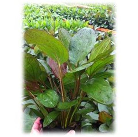 Echinodorus moederplant mix